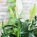 Suporte Inteligente Adaptável para Plantas - PlantFlex